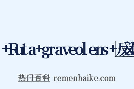 +Ruta+graveolens+反义词是什么意思的图片